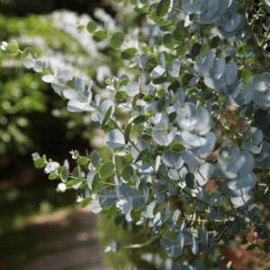 Eucalyptus Oil