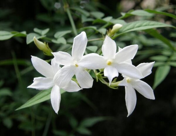 Jasmine Grandiflorum