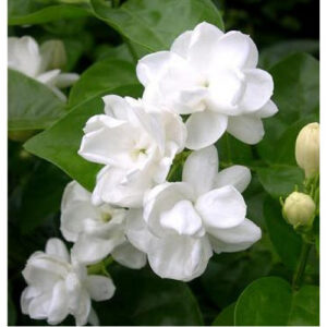 Attar Jasmine (Jasmine Ruh)