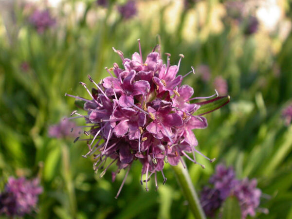 Spikenard Oil (Jatamansi Oil)