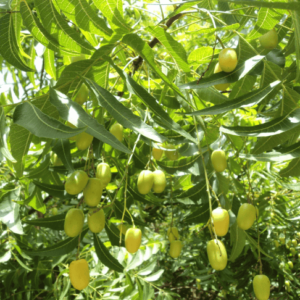 Neem Seed Oil