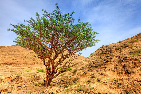 Olibanum Oil / Frankincense Oil