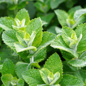 Peppermint Oil (Mentha Piperita)