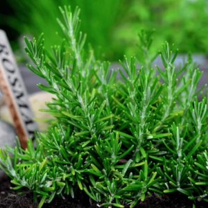 Rosemary Oil (Spain)