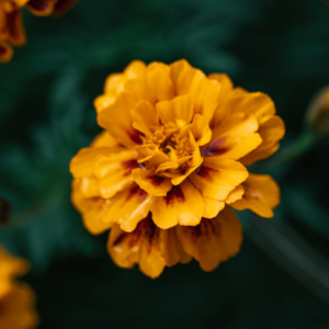 Tagetes Oil (Marigold Oil)