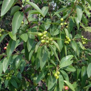 Sandalwood Essential Oil (East India)