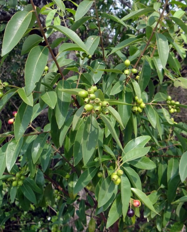 Sandalwood Essential Oil (East India)