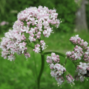 Sugandha Bala Oil (Indian Valerian Oil)