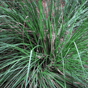 Vetiver wild Oil (KHUS) Brown