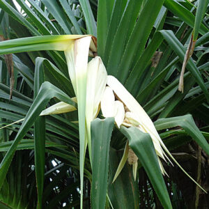 Attar Keora (Kewra Attar)