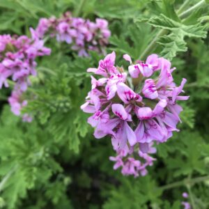 Synthetic Geranium