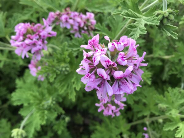 Synthetic Geranium