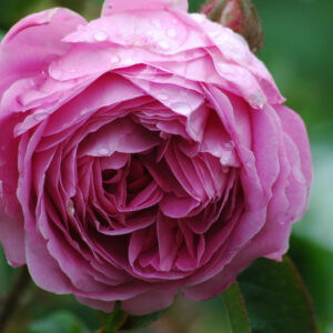 Wardia BM (Synthetic rose)