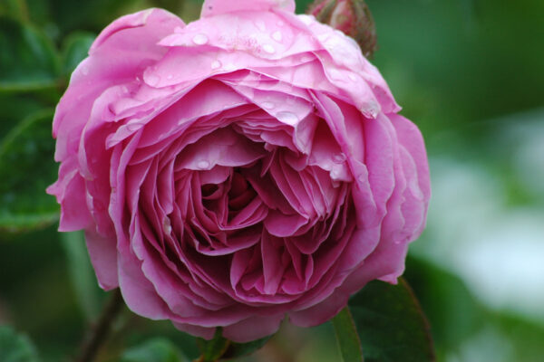 Wardia BM (Synthetic rose)