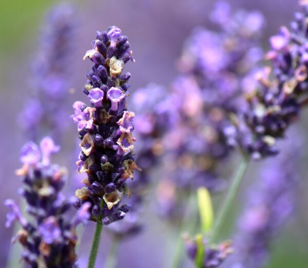 Lavendar Essential Oil (India)